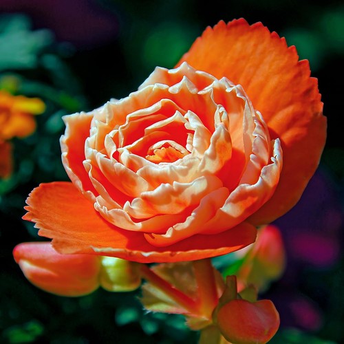 Bulbes bégonia orange - de,