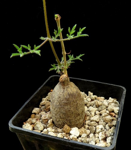 Cyphostemma montagnacii - , de