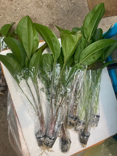 Pied mere xxl 45cm super - xxl,