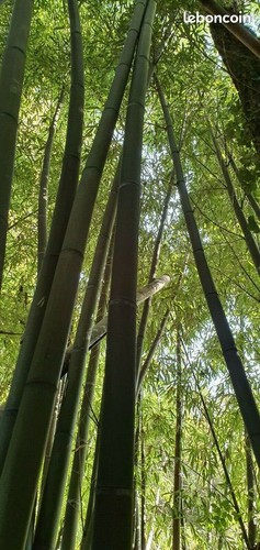 Rhizome bambous mosos - rhizome,