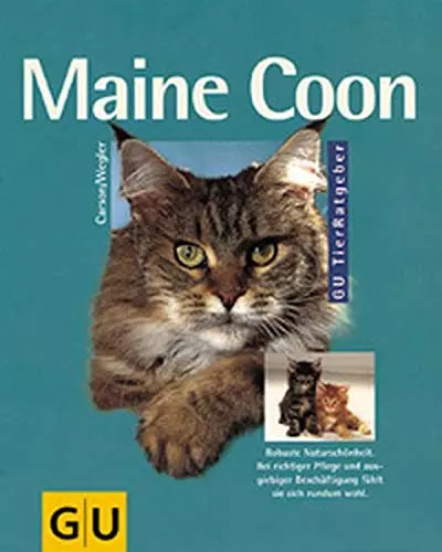 Maine coon robuste - maine, coon: