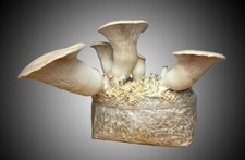 King Oyster Mushroom Grow Kit