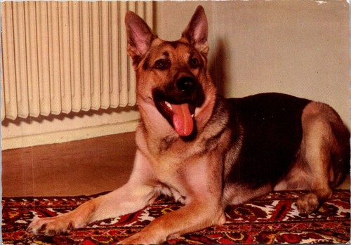 France dog - (619),