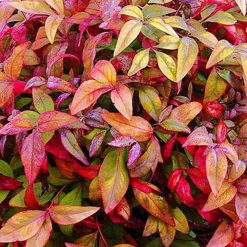 Nandina domestica fire power - nandina, power'