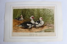 Gravure Canards de Barbarie