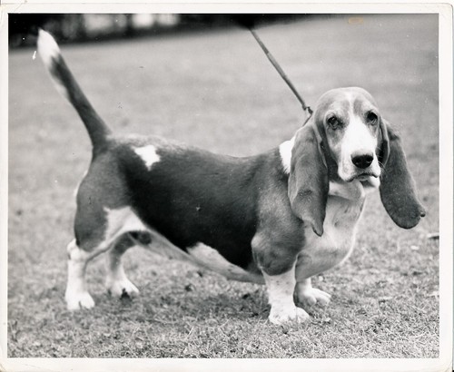 Basset hound 1950 grande - basset,