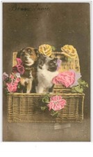 CATS. No. 1465. CAT AND DOG IN A BASKET