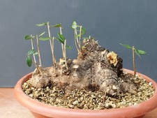 Bonsaï olivier 15 x 20 cm en