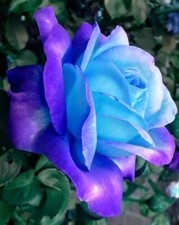 Rare 20x graines Rosier rose