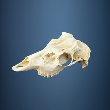 574KU Crane de cerf, bois de