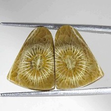 10.70Cts Corail Fossile Maroc