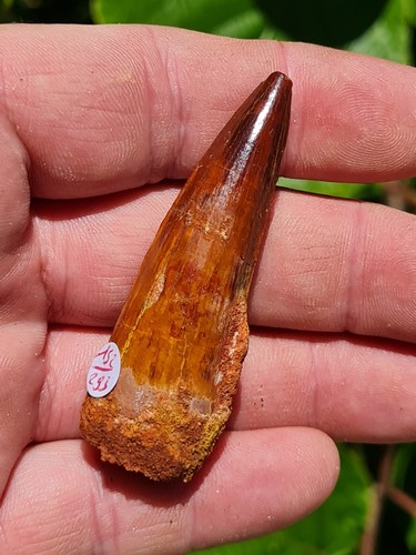 Dent spinosaurus fossile - de,