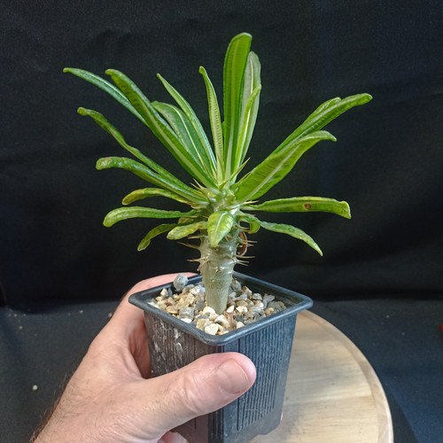 Pachypodium ambongense - pachypodium, 'ambongense,'