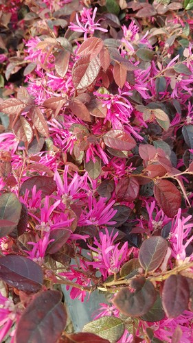 Loropetalum chinensis fire - loropetalum,