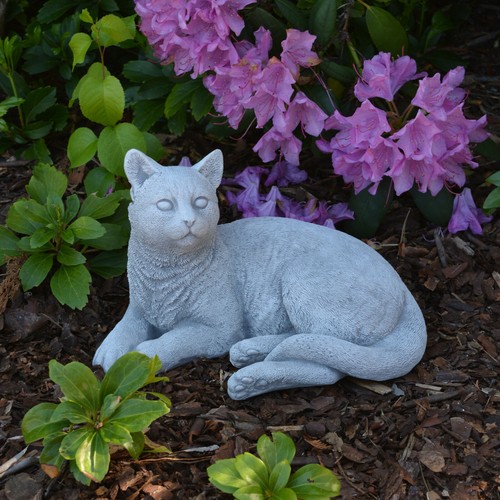 Chat chaton - , en
