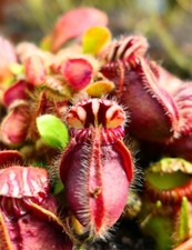 RARE - Cephalotus follicularis