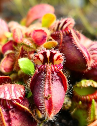 Rare cephalotus follicularis - rare,