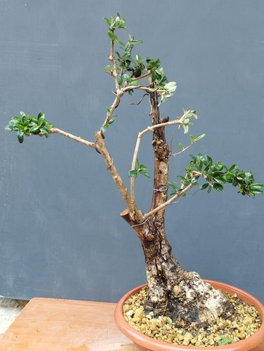Bonsaï olivier 20 cm - bonsaï, x
