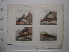 Ancienne Planche Couleur OURS