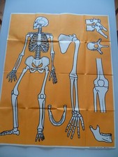 LARGE ANTIQUE SCHOOL POSTER HUMAN SKELETON 92 / 74 CM FERNAND NATHAN 