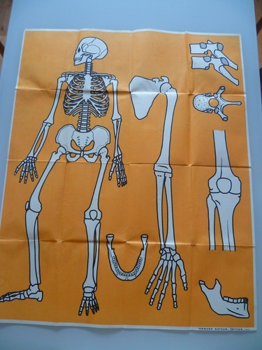 Grande affiche scolaire - grande,