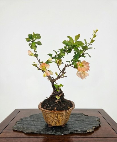 Bonsaï chaenomeles - bonsaï, de
