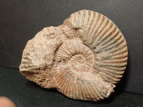 Ammonite hammatoceras - ammonite,