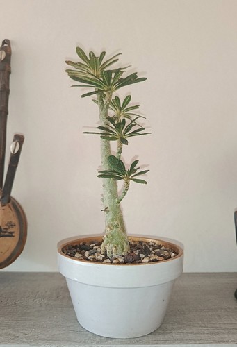 Dorstenia gigas caudex socotra - dorstenia,