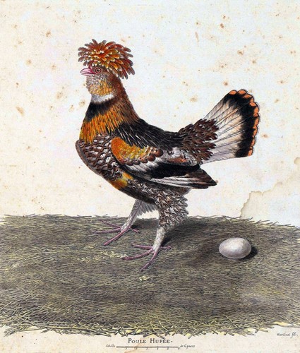 3414 chicken hen rooster poule - 3414.chicken,