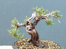 Bonsaï de thym 16 x 12 cm en