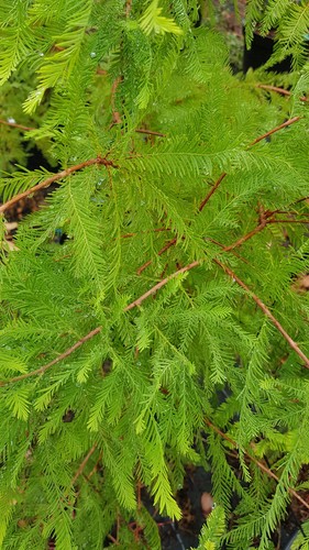 Taxodium distichum cyprès - distichum, /