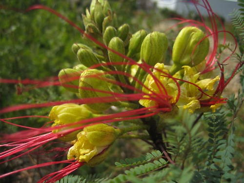 Graines caesalpinia - 6,