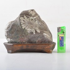 Suiseki Japanese Viewing Stone Chrysanthemum Bonseki Bonsai with Daiza 6.1 inch