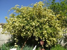 Rosier de Banks Jaune (Rosa