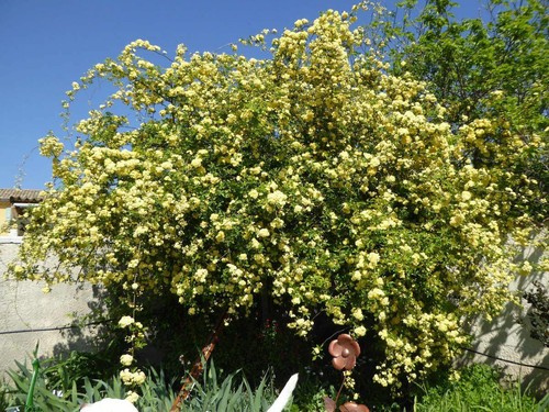 Rosier banks jaune rosa - jaune, (rosa