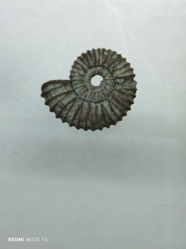 Ammonite fossiles france - ammonite,,