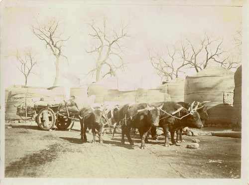Chine circa 1900 - chine, attelage