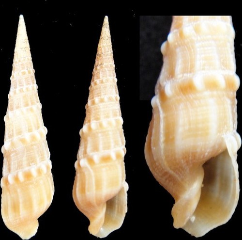 Coquillage collection - coquillage,
