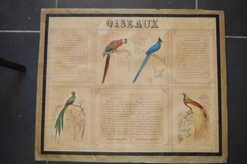Planche ornithologique oiseaux