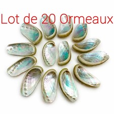 Ormeau nacré - (Lot de 20) -