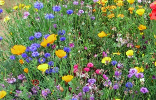 Melange fleurs utiles - melange, de