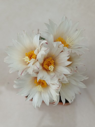 Strombocactus strobiliformis - strombocactus,