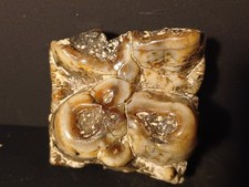 Dent molaire De Coelodonta