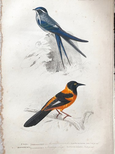 Lithographie buffon 1837 - lithographie,
