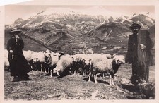 6 BEUIL SHEEP HERD
