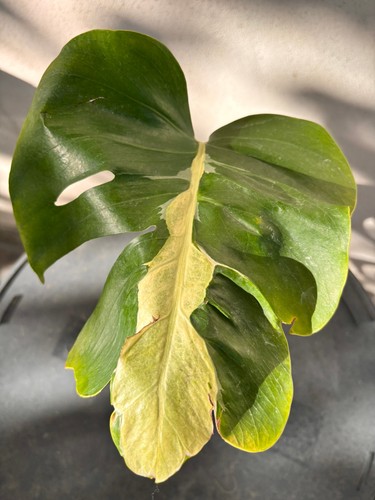 Monstera white lava - , plante