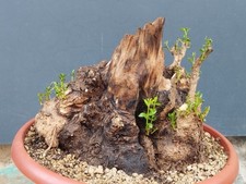 Bonsaï olivier 26 x 29 cm en pot plante sauvage arbre robuste Nebari Grand 🙂