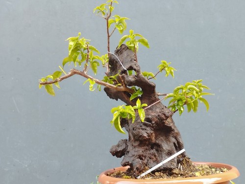 Bonsaï bougainvillier x - 40,