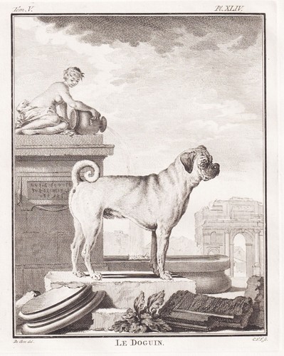 Bordeaux dogue chien doguin - bordeaux,