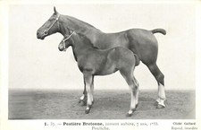 PC ANIMALS, BRETON POSTER, FILLY, Vintage Postcard (b49350)